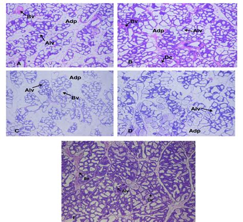 Abcde Sections Of The Mammary Glands From Lactating Rats 14 20