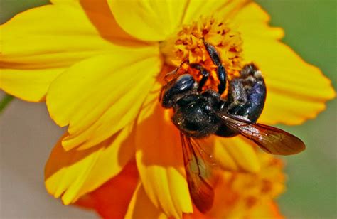 Southern Carpenter Bee Xylocopa Micans Arthropod Insect Flickr