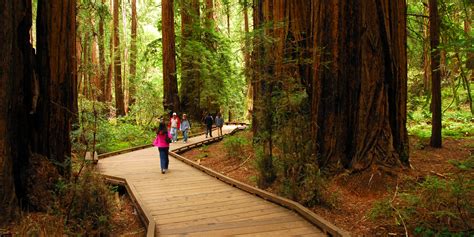 Muir Woods National Monument | Outdoor Project - Wilderness, Parks