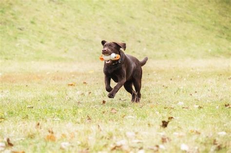 Race De Chien Labrador Retriever Sur Le Terrain Chien Qui Court Sur L