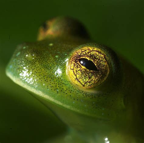 Roumenův Rouming - Zábavné a zajímavé obrázky - frog eye