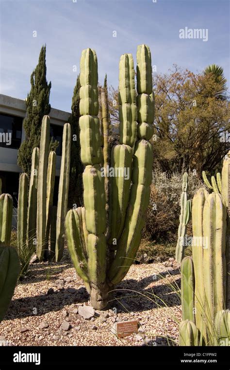 Isolatocereus dumortieri fotografías e imágenes de alta resolución Alamy