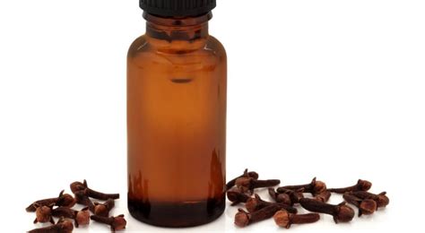 Clove oil uses, Where to buy clove oil, Clove oil side effects - Astha ...