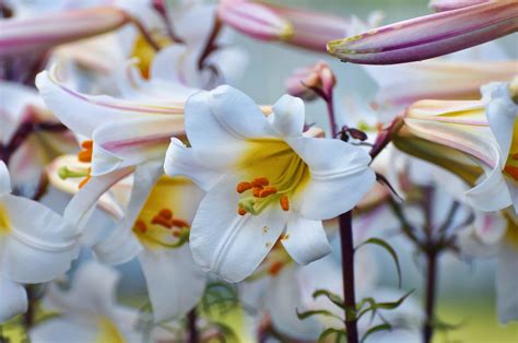 3840x2160 Wallpaper White Flowers Peakpx