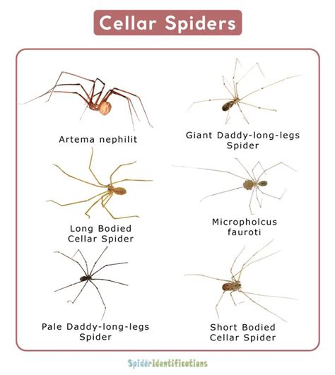 Grass Spider Size