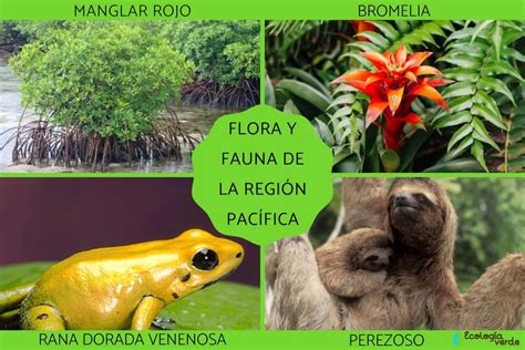 Flora Y Fauna Del Océano Pacífico Biodiversidad En Colombia TeleFlor