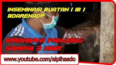 Teknik Inseminasi Buatan IB Pada Sapi DarenADP Dengan Bir4hi Panjang