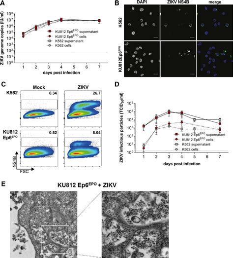 K562 And KU812Ep6 EPO Cells Support ZIKV Replication Translation And