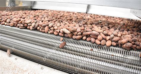 How To Process Cocoa Beans Into Chocolate Step By Step?