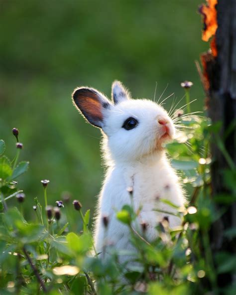 Peekaboo Baby Bunny In The Woods Niedliche Tiere Tiere Süße Tiere