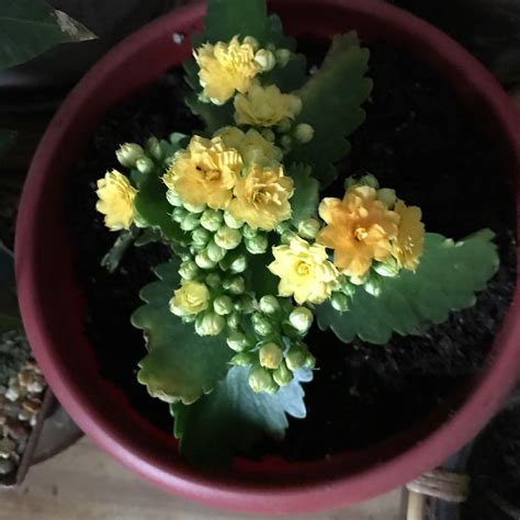 Kalanchoe Blossfeldiana Yellow Kalanchoe Calandiva In Gardentags