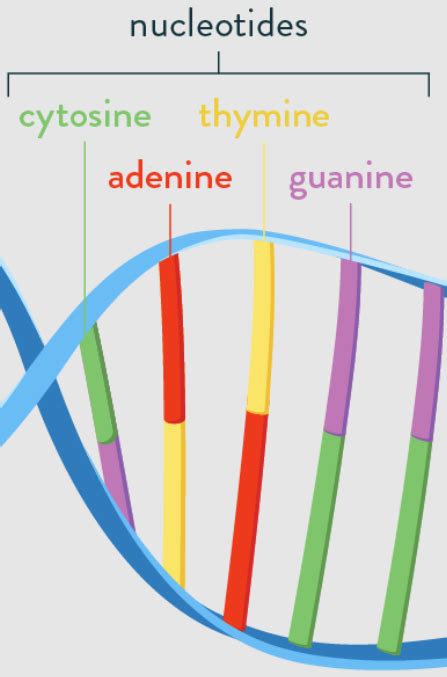 What is a DNA's nucleotide and how noise affects the DNA. | Download ...