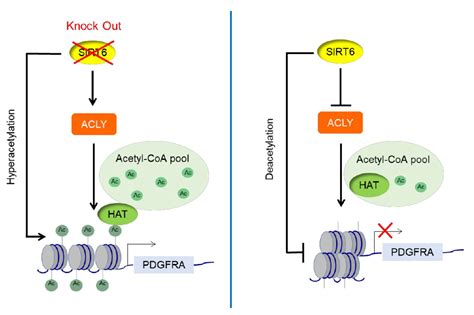 Genes Free Full Text Mammalian Sirt Represses Invasive Cancer Cell