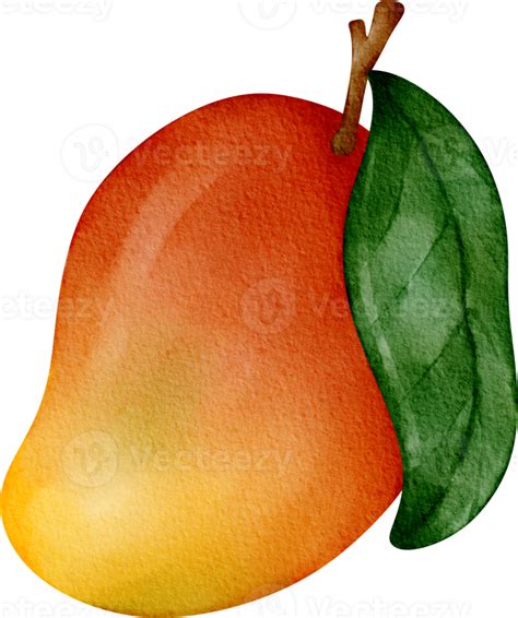 Watercolor Mango Fruit 36908313 PNG