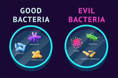 Premium Vector | Good and bad bacteria Lactobacillus and probiotic ...