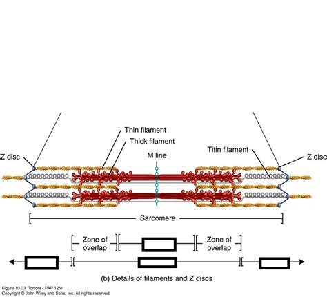 Sarcomere And Its Components Part B Diagram Quizlet