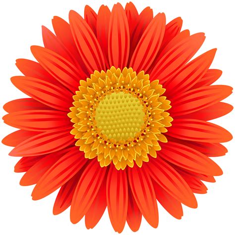 Gerbera Flower Png High Quality Image Transparent Background Flowers