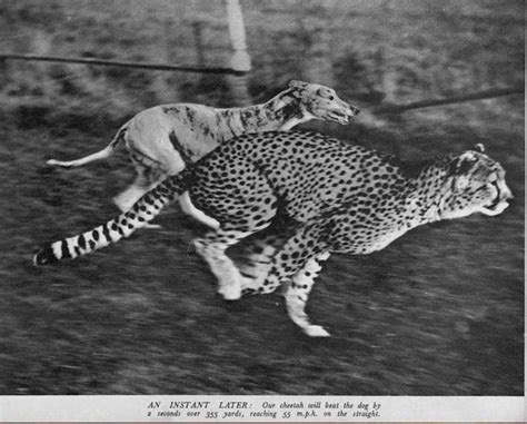 Hold On A Minute...There Was Cheetah Racing In Green Lanes In The 1930s ...