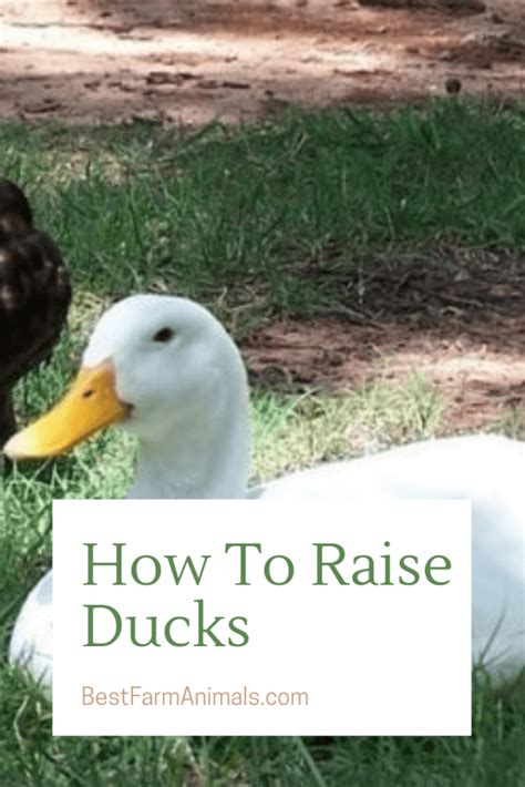 How To Raise Ducks The Complete Guide For Beginners