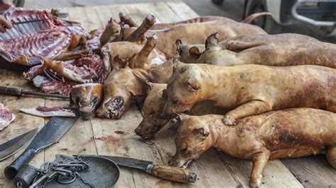 Corea Del Sur Dice Basta A La Carne De Perro