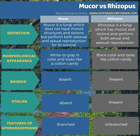 Perbedaan Antara Mucor Dan Rhizopus Prodiffs