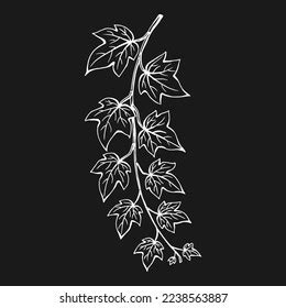 Ivy Leaves Hand Drawn Illustration Converted Stock Vector Royalty Free