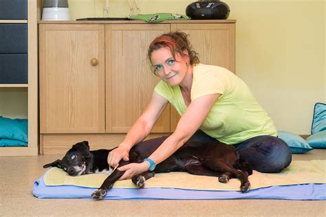 Physiotherapie F R Hunde Hundehotel Wolf In Oberammergau