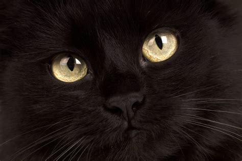 Everything You Should Know About Cats With Black Whiskers