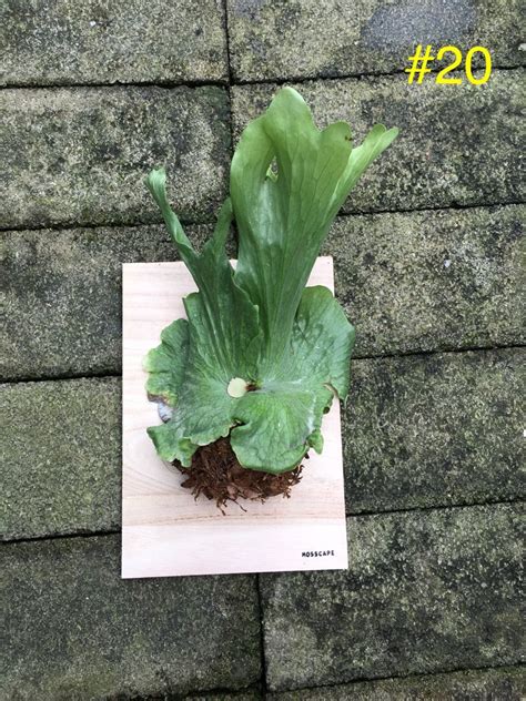 Staghorn Fern Platycerium Wandae 20 Furniture Home Living