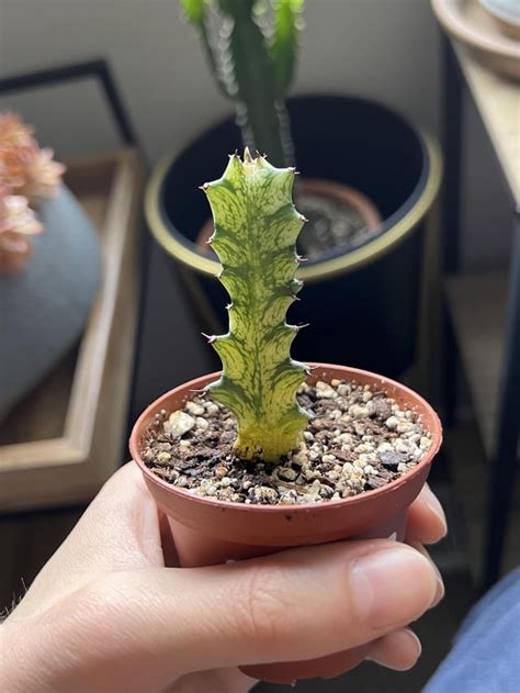 Baby Variegated Euphorbia Trigona Advice Reuphorbiaceae