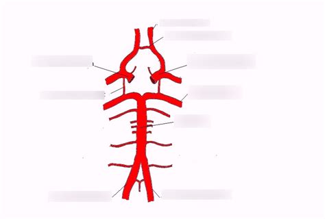 Anatomia Circulacion Arterial Del Cerebro Diagram Quizlet