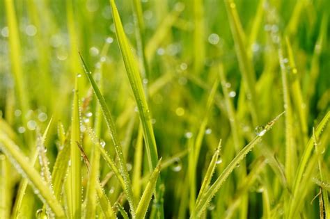 Premium Photo Close Up Of Dew Drops On Grass