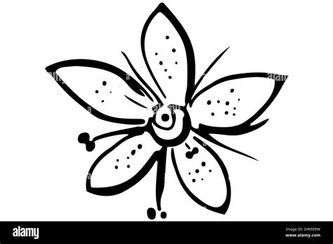 black and white vector sketch blooming beautiful flower Stock Photo - Alamy