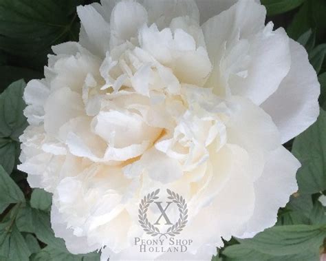 Peony Amalia Olsen At Peony Nursery Peonyshop