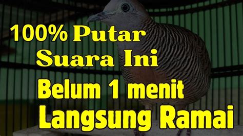 Suara Ini Perkutut Lokal Gacor Suara Besar Sekali Putar Langsung Rame