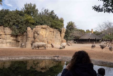 Bioparc València incorpora dos nous rinoceronts i forma el grup més