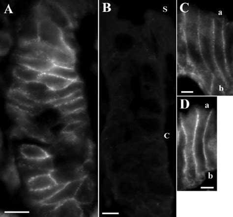 Localization Of MinK Related Peptide 2 MiRP2 Kcne3 Immunoreactivity