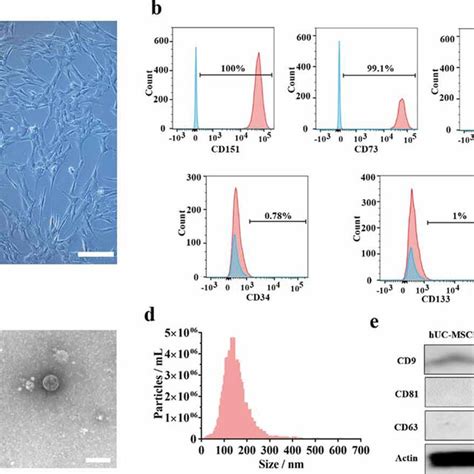 Identification Of Huc‐mscs And Huc‐mscs‐sevs A Representative Images Download Scientific