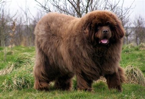 10 Dogs Developed from Tibetan Mastiff - HubPages