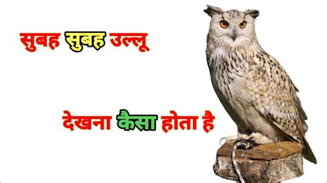 सबह सबह उलल दखन स कय हत ह ll subah subah ullu dekhne se kya