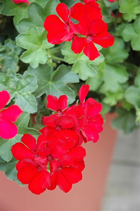 Caliente Deep Red Geranium Pelargonium Caliente Deep Red In