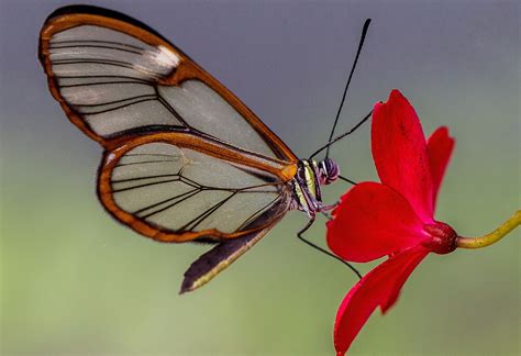 Glass Butterfly 1080p 2k 4k Full Hd Wallpapers Backgrounds Free Download Wallpaper Crafter