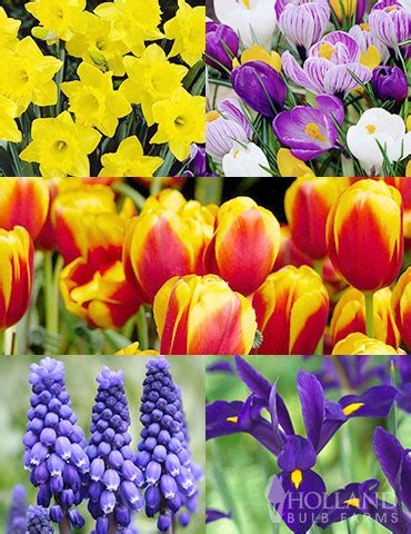 Where To Spring Flowering Bulbs - Bios Pics