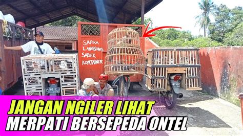 PANTES RAME TERUS Ternyata Di Pasar Kota Bondowoso Harga Merpati