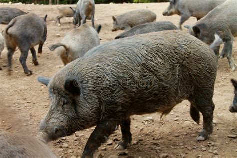 Big wild boar at the zoo stock image. Image of boarboar - 209500319