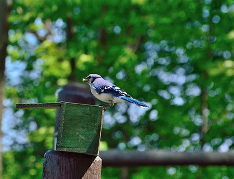 Blue Jay Bird Nature - Free photo on Pixabay - Pixabay