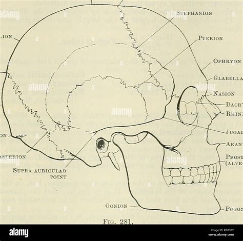 . Cunningham's Text-book of anatomy. Anatomy. MEASUKEMENTS AND INDICES. 285 The results are ...