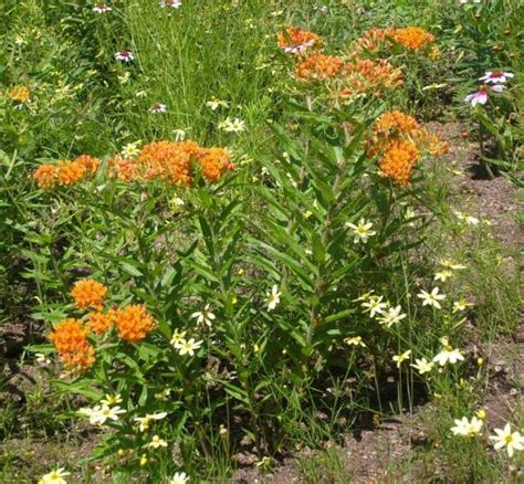 Butterfly Weed Umass Amherst Greenhouse Crops And Floriculture Program