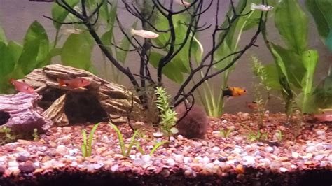 70 Gallon Tall Freshwater Community Tank YouTube