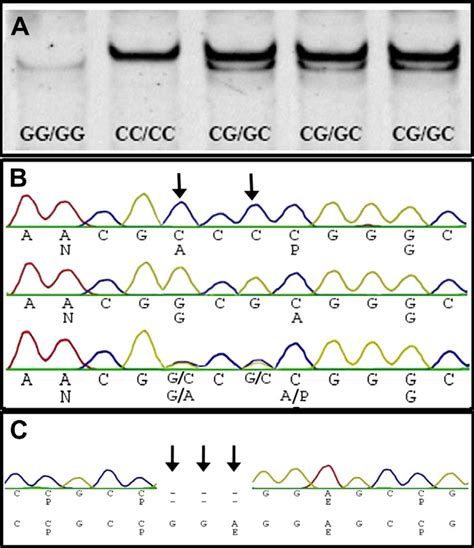 Pcr Sscp Patterns A And Nucleotide And Amino Acid Sequences B And C